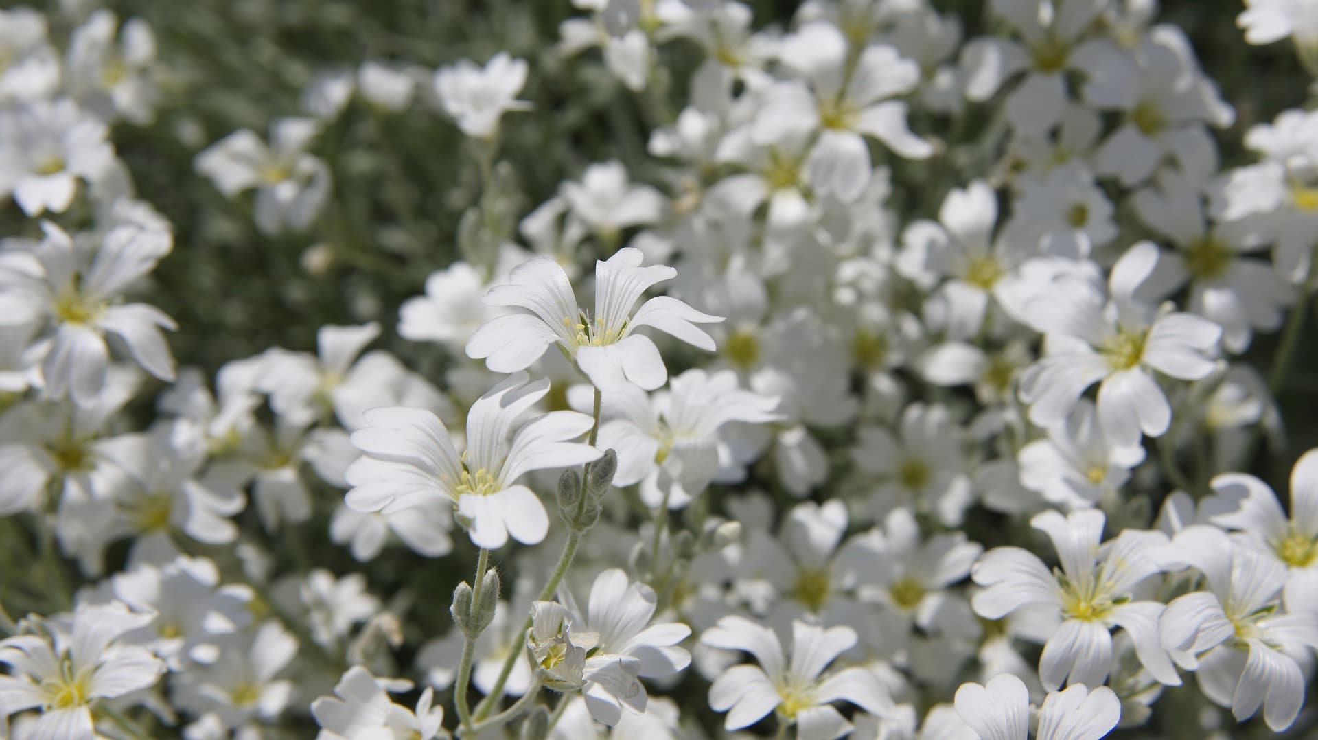 Ясколка церастиум. Ясколка снежный. Ясколка снежный. Ясколка войлочная (cerastium tomentosum). Ясколка борюрная.